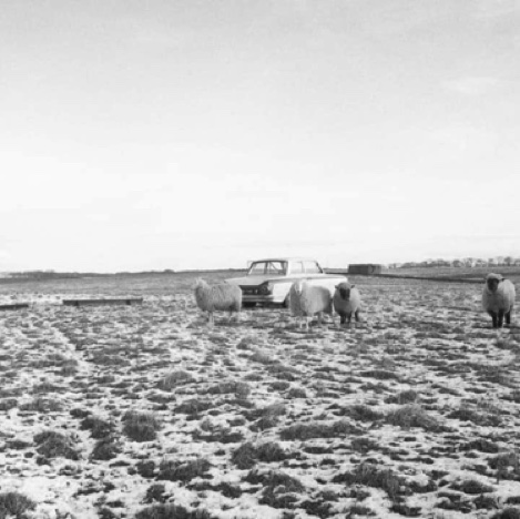 Une Cortina Lotus et son champion de pilote perdus en plein champs au milieiudes moutons ! Une Cortina Lotus et son champion de pilote perdus en plein champs au milieiudes moutons !